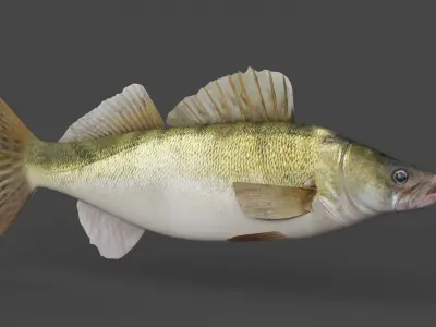 Fish Zander 3D model