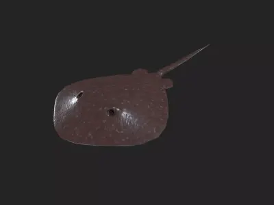 Stingray 3d low poly model Low-poly 3D model