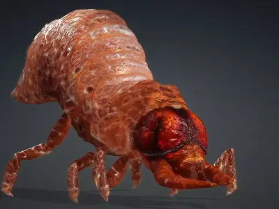 Larval-V1e 3D model