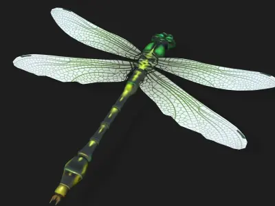 Foring dragonfly Low-poly 3D model
