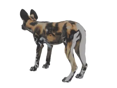 African Wild Dog Low-poly 3D model