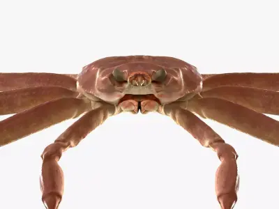 Snow crab 3D model