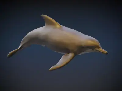 Dolphin   3D model