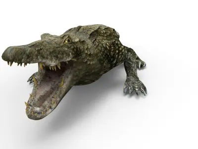 Crocodile 3D Models game ready low poly model 3D model