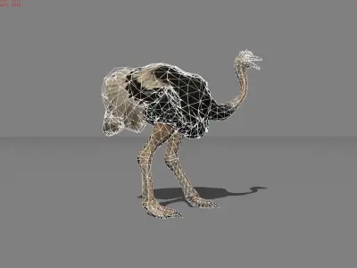 Ostrich Animal Low-poly 3D model