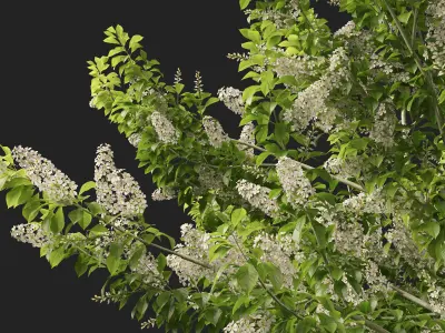 Highpoly Low poly - Prunus Padus - Bird Cherry Low-poly 3D model