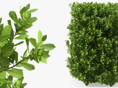 Laurus Collection 3D model
