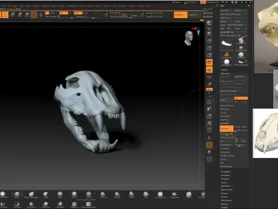 Cheetah Skull  3D model