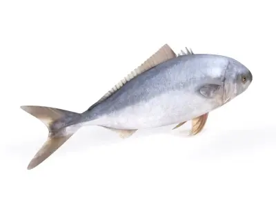 Tuna Fish 3D model purchase
