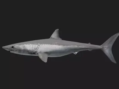 Shortfinmakoshark Low-poly 3D model