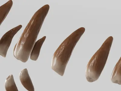  Beluga Whale Teeth 