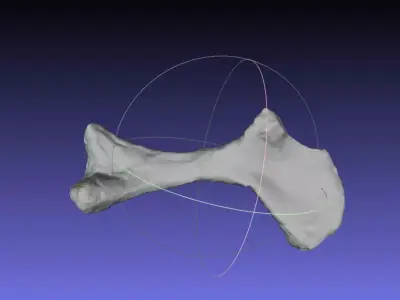Psittacosaurus Right Humerus Free 3D print model