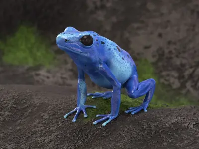 Blue Poison Dart Frog Animated 3D model