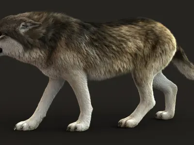  Wolf 3 RIG FUR 