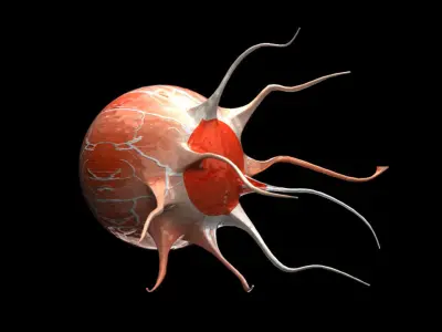 Eye 3D Model 3D model