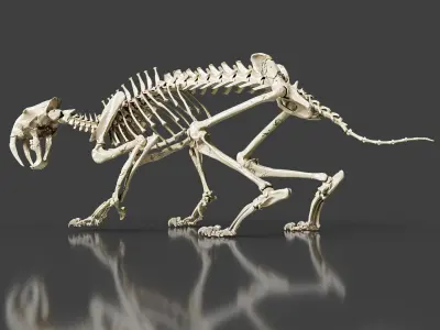 Sabretooth Cat Smilodon Skeleton 3D model