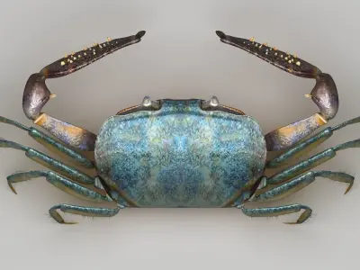 Short bodied crabs with big eyes Low-poly 3D model