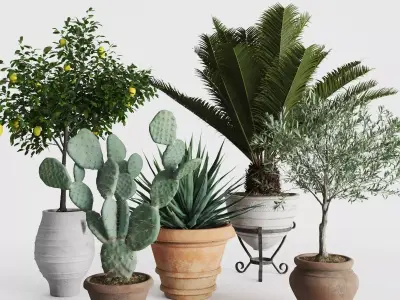 Set Mediterranean Plants In Antique Pots 3D model