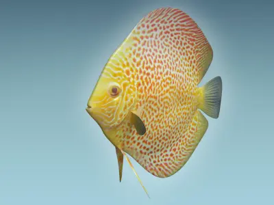 Discus Fish 5 3D model