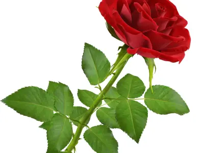 Rose 16 3D model