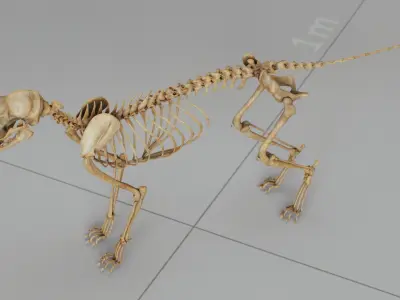 Cat Skeleton 3D model purchase