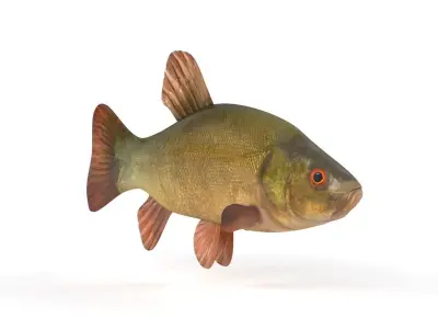Tench Fish 3D model purchase