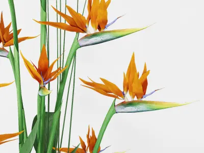 Strelitzia 3 bird of paradise plant in pot 3D model