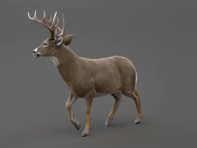 DEER ANIMATED XGEN-CORE 3D model