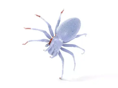 Detailed Spider Creature model pack Low-poly 3D model