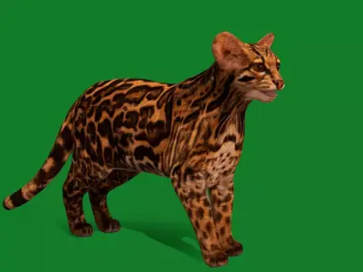 American Margay Wild Cat Free 3D model
