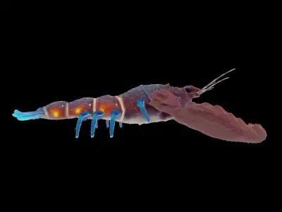 Atlantic colorful Lobster rigged 3D Model 3D model