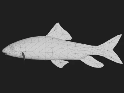 Carp fish Low-poly 3D model