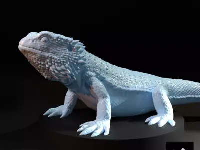 dragon lizard 3D print model