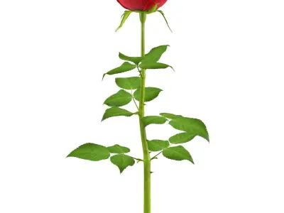 Rose 16 3D model