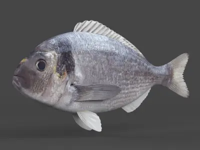 Dorado Fish 3D model