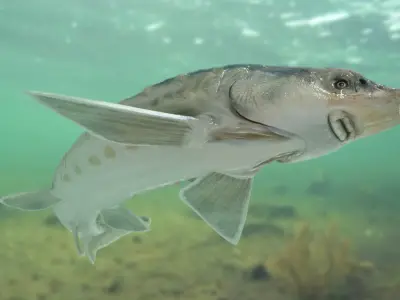 Sturgeon (Animated) 3D model