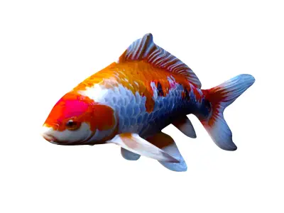Realistic Koi Carp 3D Model - Colorful Fish Low-poly 3D model