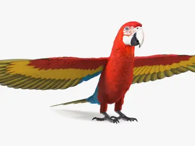 Red and Green Macaw Parrot Rigged for Cinema 4D 3D model