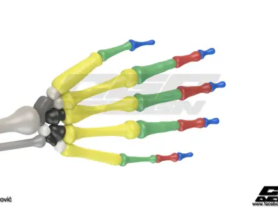 CGPdesign academySkeleton hand- design by Almir Covic Free 3D model