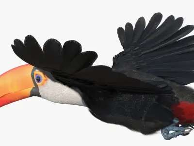  Tropical Toucan in Flight 