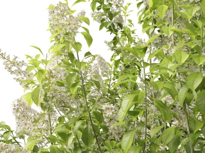 Highpoly Low poly - Prunus Padus - Bird Cherry Low-poly 3D model