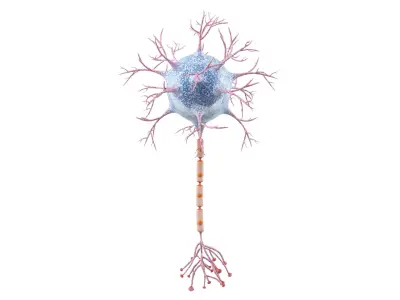  Neuron 