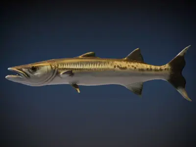 Barracudas 3D model purchase