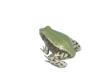 Frog low-poly 3D model on sky Free low-poly 3D model
