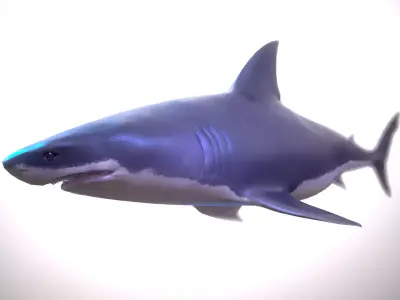 Great white shark Low-poly 3D model 9