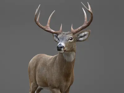 DEER ANIMATED XGEN-CORE 3D model