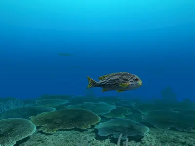 Coral Fish Pack 3D model