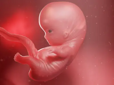  Fetus Week 9 Animated 