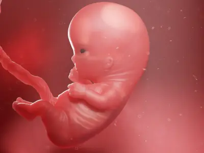 Fetus Week 10 Animated 3D model