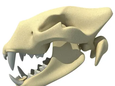 Lion Skull Bones  3D model